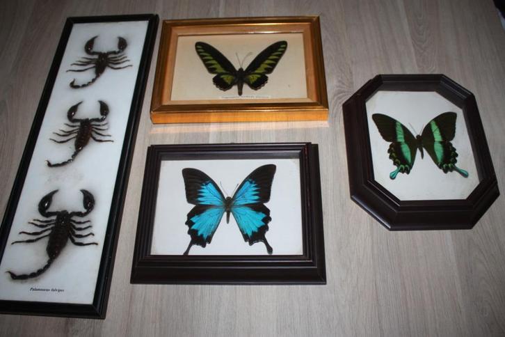 oude vlinders , schorpioen , souvenirs , taxidermi 1997, Verzamelen, Dierenverzamelingen, Gebruikt, Opgezet dier, Insect, Ophalen of Verzenden