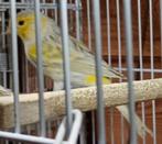 kleurkanarie, Dieren en Toebehoren, Vogels | Kanaries, Meerdere dieren, Kleurkanarie