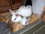 Dwergkonijnen, Dieren en Toebehoren, Konijnen, Meerdere dieren, Dwerg