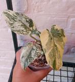 Monstera  deliciosa thaicon legacy  variegata, Ophalen of Verzenden