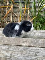 Nhd voedster, Dieren en Toebehoren, Vrouwelijk, Dwerg, Hangoor, 0 tot 2 jaar