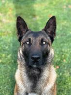 Mechelse herder reu, Dieren en Toebehoren, Honden | Herdershonden en Veedrijvers, België, Fokker | Hobbymatig, Reu, 1 tot 2 jaar