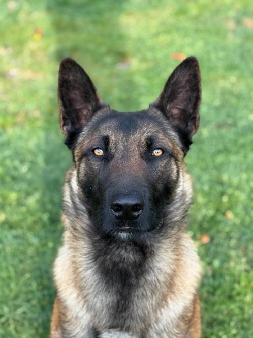 Mechelse herder reu, Dieren en Toebehoren, Honden | Herdershonden en Veedrijvers, Reu, Herder, Fokker | Hobbymatig, Eén hond, België