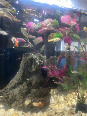 Jonge guppy’s beschikbaar voor biedingen