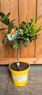 Citrus hand van Bouddha, Tuin en Terras, Ophalen, Halfschaduw