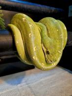 Morelia Viridis Cyclops male de 5 ans en parfaite santé., Dieren en Toebehoren, Reptielen en Amfibieën, Slang, 3 tot 6 jaar