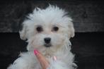 Chiots bichon frisés, Animaux & Accessoires, Chiens | Chihuahuas & Chiens de compagnie, 15 semaines à 1 an, Parvovirose, Bichon maltais