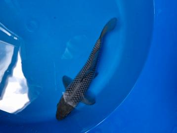 Takatatsu tosai soragoi koi beschikbaar voor biedingen