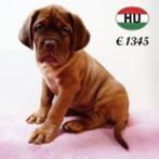 Bordeaux Dog - machtige pups te koop, Dieren en Toebehoren, Honden | Bulldogs, Pinschers en Molossers, 15 weken tot 1 jaar, Buitenland