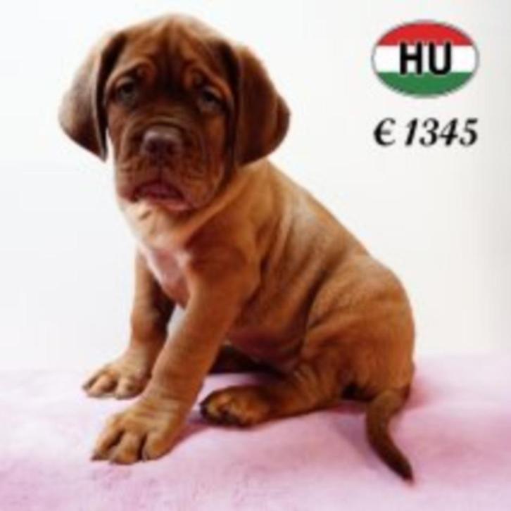 Bordeaux Dog - machtige pups te koop, Dieren en Toebehoren, Honden | Bulldogs, Pinschers en Molossers, Meerdere dieren, Overige rassen