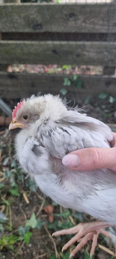 1 haantje kuiken Silverrudd Bla splash / Isbar, Dieren en Toebehoren, Pluimvee, Kip, Mannelijk