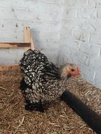 2 Cochinkriel hennen te koop, Dieren en Toebehoren, Pluimvee, Vrouwelijk, Kip