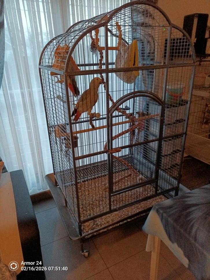 Te koop, Dieren en Toebehoren, Vogels | Hokken en Kooien, Ophalen