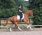 Brave jonge dressuur ruin, Dieren en Toebehoren, Paarden, Gechipt, Ruin, Dressuurpaard, 3 tot 6 jaar
