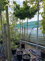 Ginkgo Biloba Marieken hoogstam, Tuin en Terras, Ophalen, In pot, Bolboom