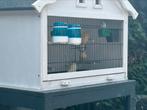 Kanaries, Dieren en Toebehoren, Vogels | Kanaries