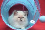 Bluepoint ragdoll kitten onmiddellijk beschikbaar kattin, Dieren en Toebehoren, Poes, Gechipt, 0 tot 2 jaar