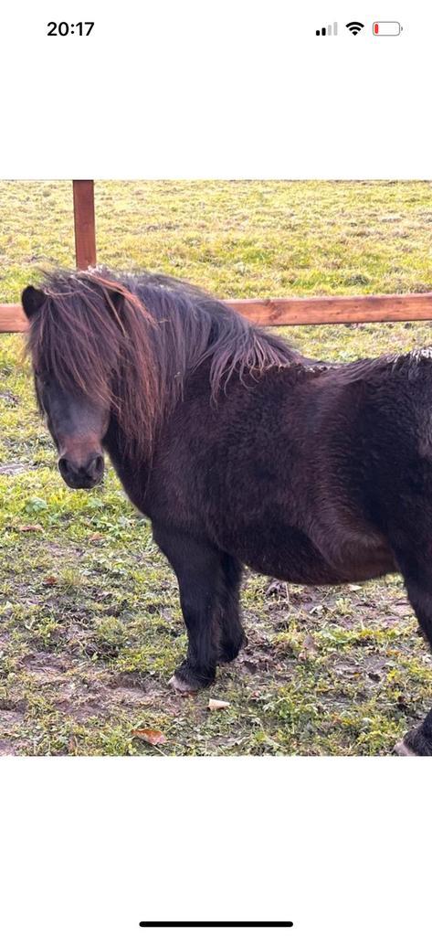 Shetlander merrie te koop, Dieren en Toebehoren, Pony's, Merrie, 3 tot 6 jaar, Gechipt, Ontwormd, Ingeënt