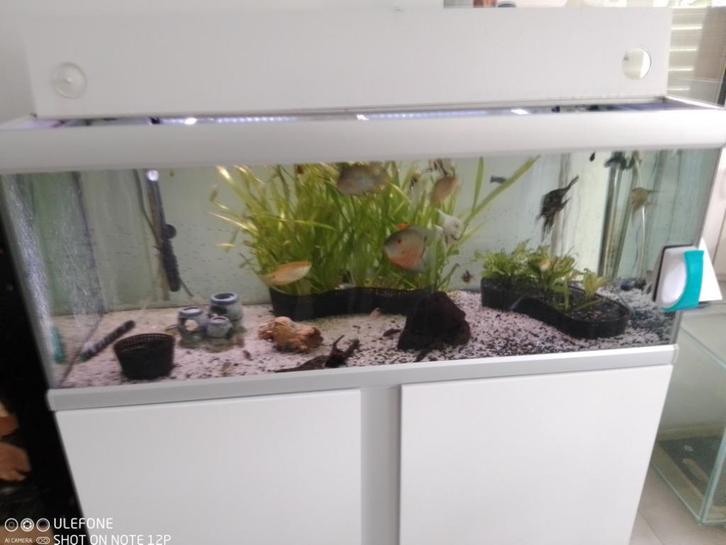 Aquarium, Dieren en Toebehoren, Vissen | Aquaria en Toebehoren, Zo goed als nieuw, Gevuld zoetwateraquarium, Ophalen