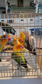 Agapornis dwergpapagaai, Dieren en Toebehoren, Vogels | Parkieten en Papegaaien
