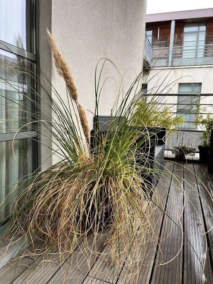 Herbe de la pampa en pot x 2, Jardin & Terrasse, Plantes | Jardin, Plante fixe, Graminées ornementales, Mi-ombre, Enlèvement