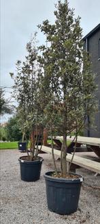 Quercus ilex meerstam, Tuin en Terras, Ophalen