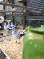 KWALITEIT ITALIAANSE MEEUWEN NU 20 EURO/KOPPEL, Meerdere dieren, Overige soorten