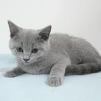 Britse Korthaar (Blauw) kittens te koop, Gechipt, Meerdere dieren, 0 tot 2 jaar