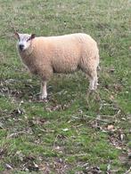 Jonge schapenbok, Dieren en Toebehoren, Mannelijk, Schaap, 0 tot 2 jaar