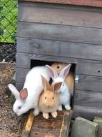 Vlaamse reuzen, Dieren en Toebehoren, Konijnen