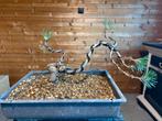 Bonsai boompje, Tuin en Terras, Planten | Bomen, Ophalen, In pot, Halfschaduw, 250 tot 400 cm