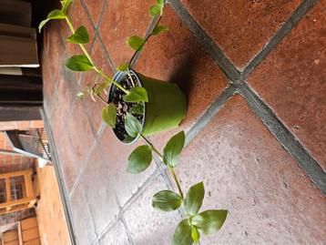 Plant Tradescantia beschikbaar voor biedingen