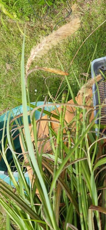 Plante d’extérieur Carex Pendula Huds                        beschikbaar voor biedingen