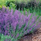 Nepeta / Kattenkruid, Ophalen, Volle zon