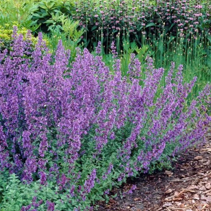 Nepeta / Kattenkruid, Tuin en Terras, Planten | Tuinplanten, Volle zon, Ophalen