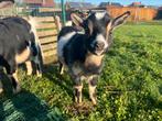 Jong geitje, Femelle, Chèvre, 0 à 2 ans
