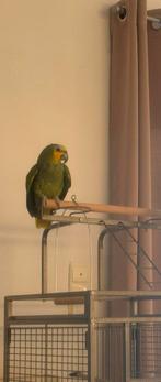 perroquet amazone front bleu, Perroquet