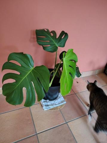 Monstera met pot disponible aux enchères