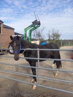 Jument noir 3a 1/2, Dieren en Toebehoren, Merrie, Minder dan 160 cm, Niet van toepassing, 3 tot 6 jaar