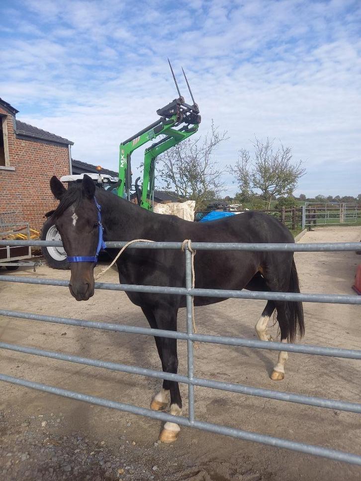 Jument noir 3a 1/2, Dieren en Toebehoren, Paarden, Merrie, Niet van toepassing, Minder dan 160 cm, 3 tot 6 jaar, Recreatiepaard