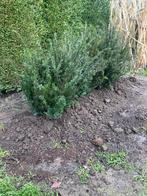 Taxus baccata 4-jarige planten blote wortel, Enlèvement, Taxus