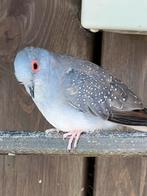 Mooie diamant duifjes, Dieren en Toebehoren, Vogels | Duiven