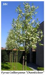 Zeer mooie SIER-PERELAARS "CHANTICLEER", hoogstam 38€/st., Tuin en Terras, Ophalen, Lente, Overige soorten, 250 tot 400 cm