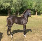 Springveulen Diarado x Eldorado x Vigo d’Arsouilles, Dieren en Toebehoren, Paarden, Hengst, Onbeleerd, Springpaard, 0 tot 2 jaar