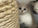 kittens Britse korthaar, Dieren en Toebehoren, Meerdere dieren, Gechipt, 0 tot 2 jaar