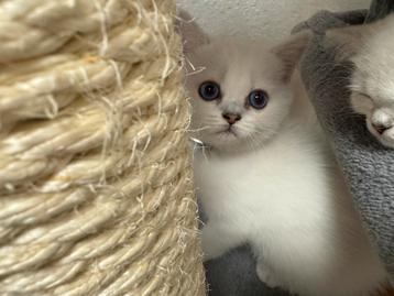 kittens Britse korthaar beschikbaar voor biedingen