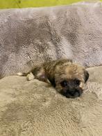Boomertje shih-tzu x chihuahua reutje, Dieren en Toebehoren, België, Fokker | Hobbymatig, CDV (hondenziekte), 8 tot 15 weken
