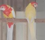 Rosella, Dieren en Toebehoren, Vrouwelijk, Parkiet, Geringd