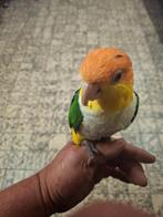 Wegens stop zetting hoby  te koop volere met parkieten., Dieren en Toebehoren, Vogels | Parkieten en Papegaaien