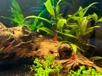Bloody Mary garnalen, Animaux & Accessoires, Poissons | Aquariums & Accessoires, Enlèvement